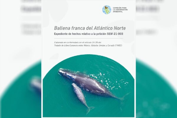 EU no cuida a las ballenas: choques con embarcaciones y enmallamientos, principales causas de muerte