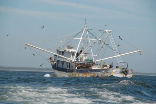 EU no cuida a las ballenas: choques con embarcaciones y enmallamientos, principales causas de muerte