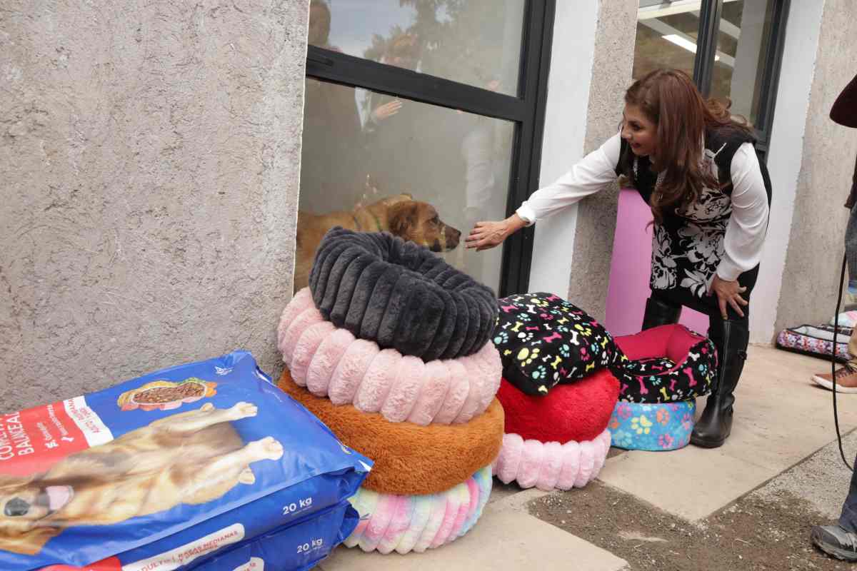 Encargados de Refugio Franciscano podrán visitar a perros en albergues; piden regresar a animales