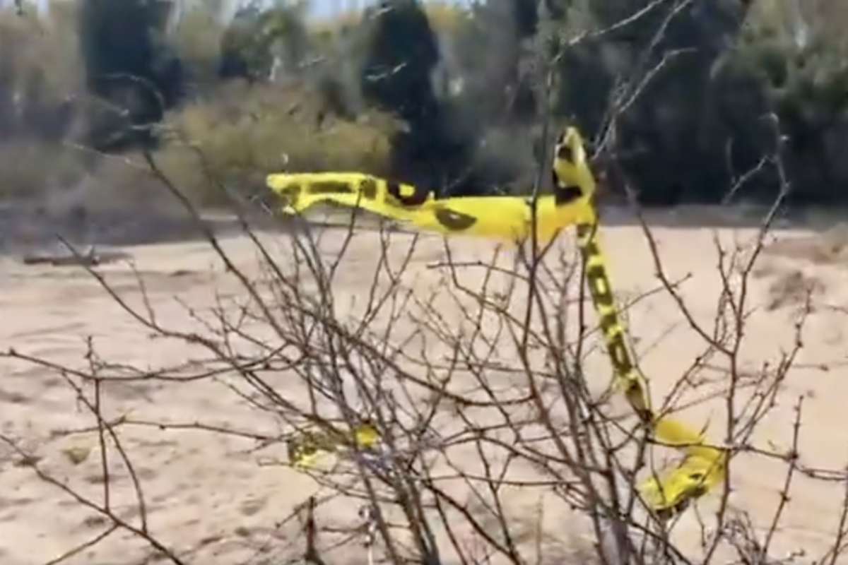 Localizan 24 cuerpos en fosas clandestinas en Baja California; colectivos participan en las labores 