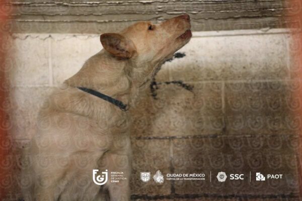 Refugio Franciscano asegura que cuenta con amparos para restituir albergue; Gobierno de CDMX reubica