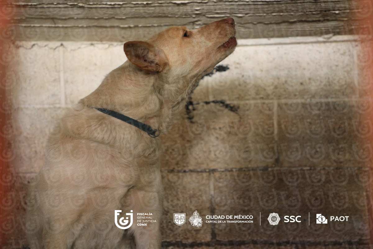 Refugio Franciscano asegura que cuenta con amparos para restituir albergue; Gobierno de CDMX reubica