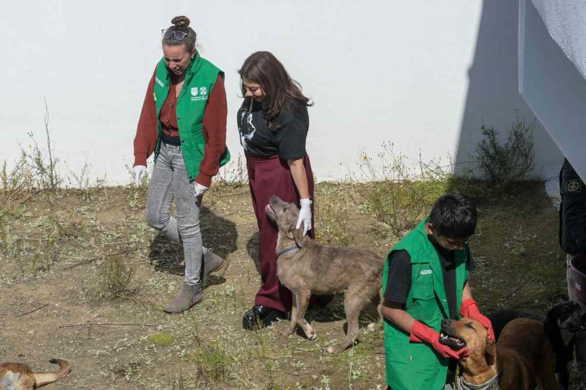Trasladan a 304 perros recuperados del Refugio Franciscano a albergue en el Ajusco