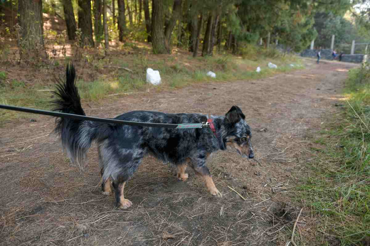 Trasladan a 304 perros recuperados del Refugio Franciscano a albergue en el Ajusco