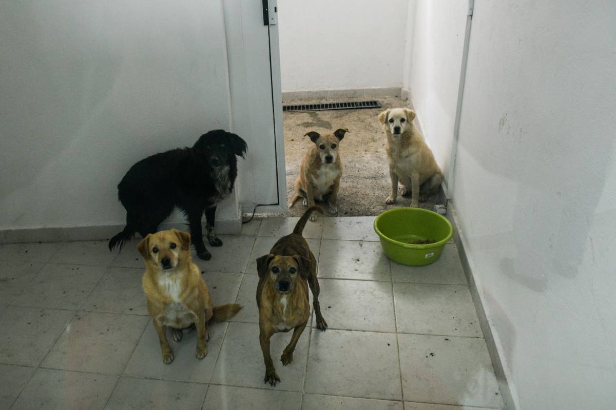 Trasladan a 304 perros recuperados del Refugio Franciscano a albergue en el Ajusco