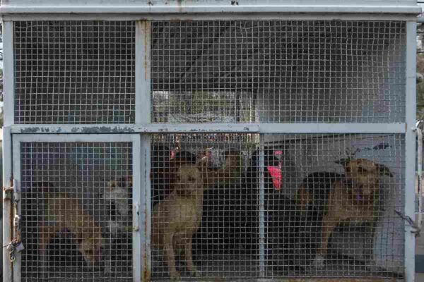 Traslado perritos refugio franciscano