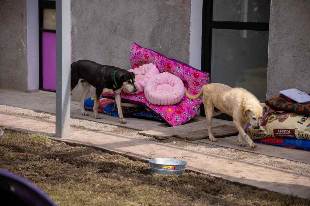 Tribunal ordena devolución de predio a Refugio Franciscano; representantes buscan recuperar perros 