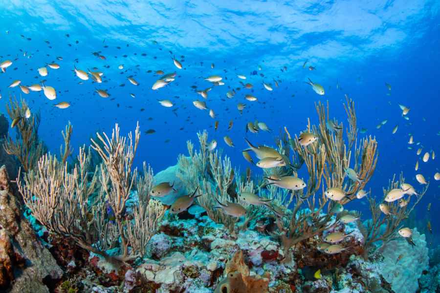 Arrecife de coral que Oceana exploró en una expedición científica en 2022 en el Golfo de México.