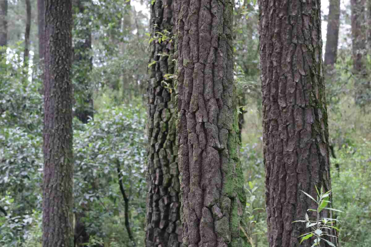 el-v-alor-del-p-ino-i-ztaccihuatl-volcan