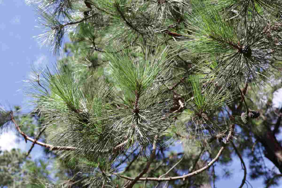 el-v-alor-del-p-ino-iztaccihuatl-volcan