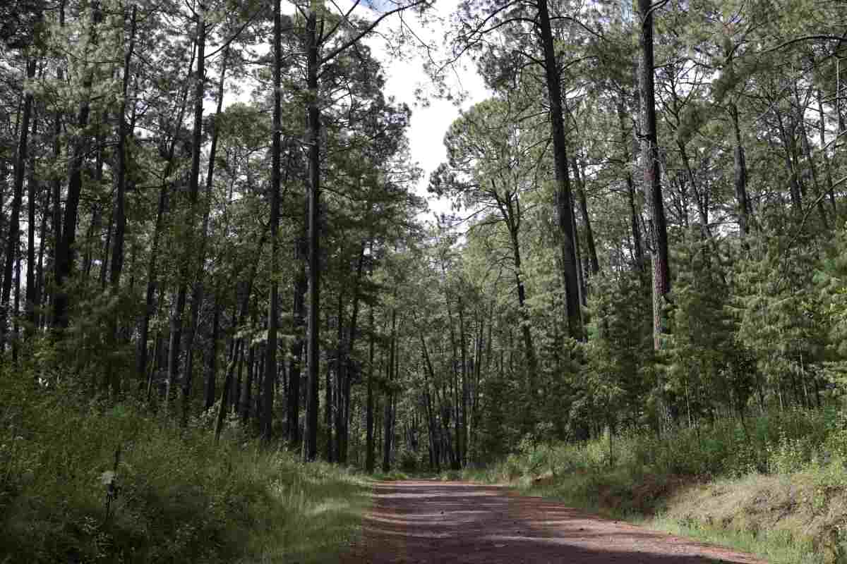 el-v-alor-del-pino-i-ztaccihuatl-volcan