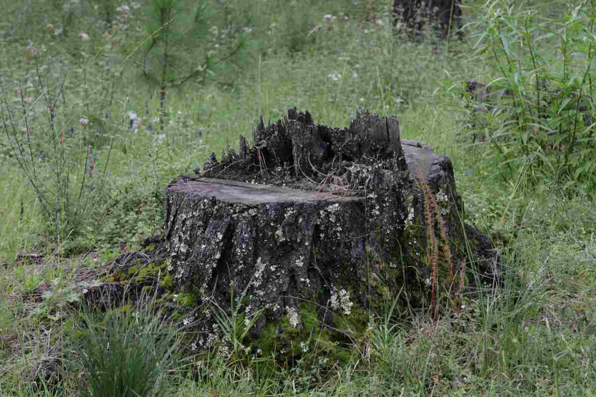 el-valor-del-pino-iztaccihuatl