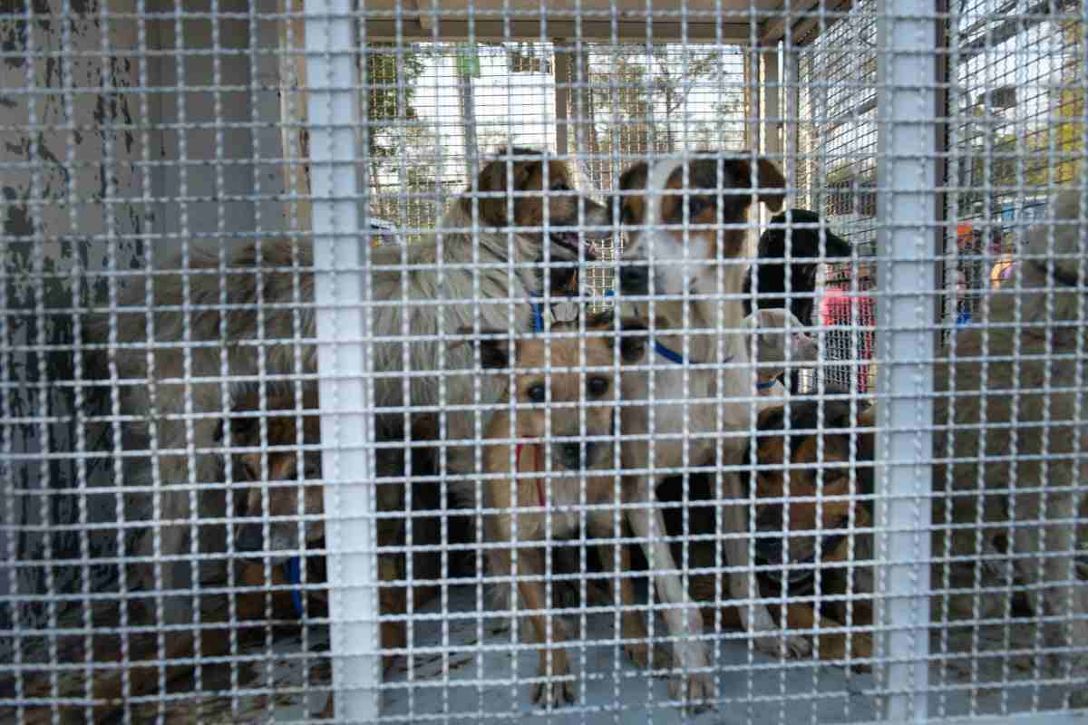 perros refugio franciscano CDMX