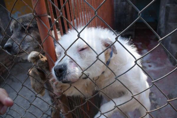 perros refugio franciscano rescate
