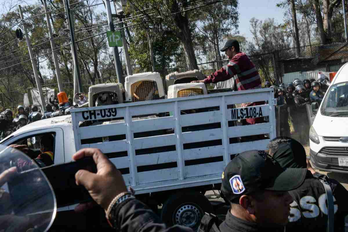 perros refugio franciscano