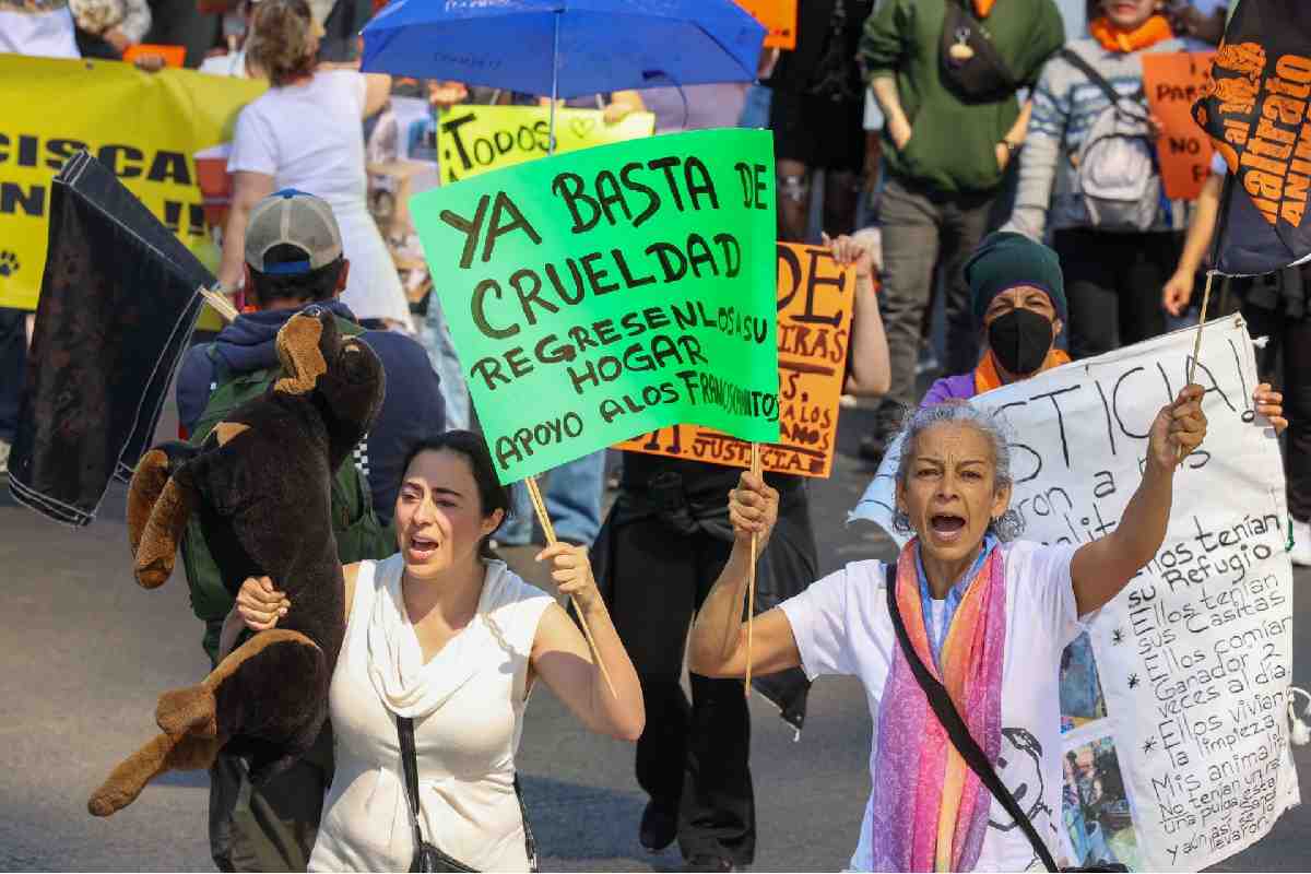 Activistas marchan en CDMX para exigir devolución de animales del Refugio Franciscano; acusan montaje y negligencia en rescates
