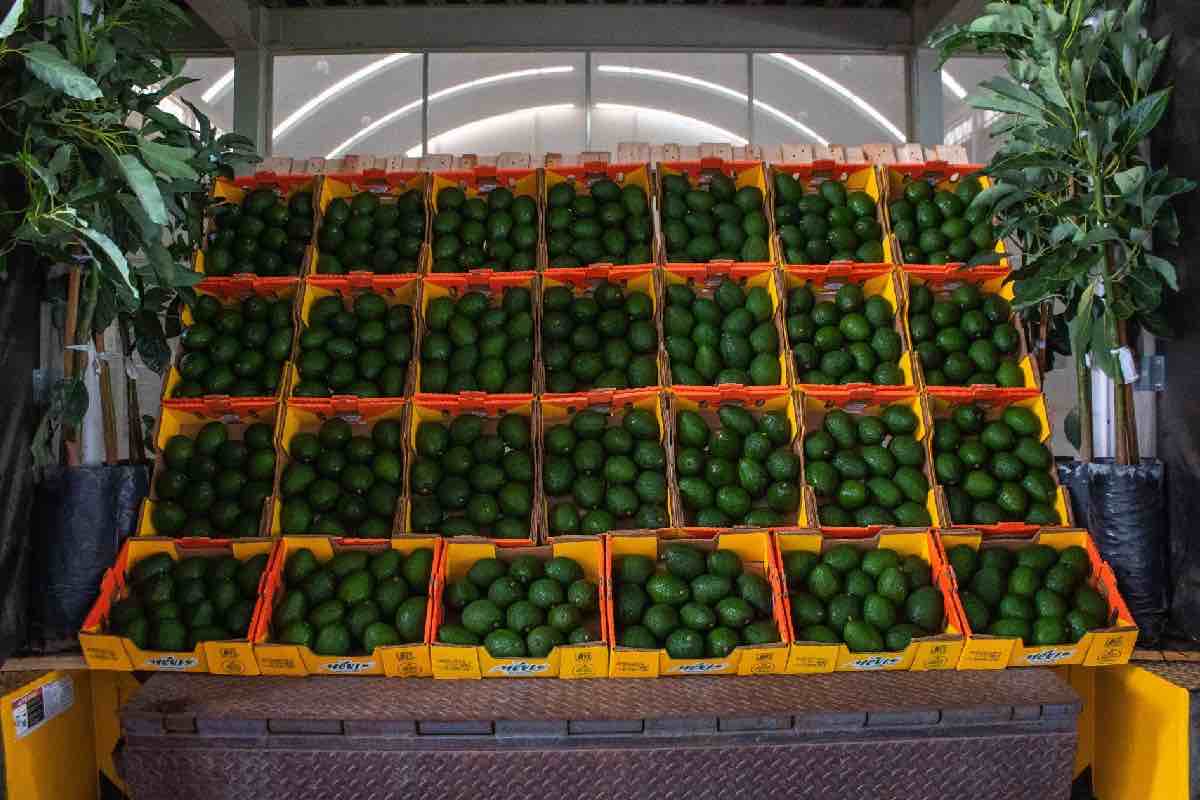 t-mec-revision-escenarios-mexico-animal-político-21