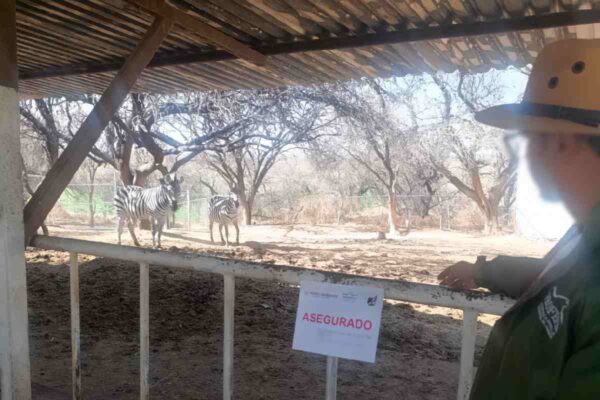 Aseguran 44 ejemplares de fauna silvestre y exótica en predio dedicado al turismo en Aguascalientes