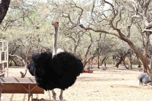 Aseguran 44 ejemplares de fauna silvestre y exótica en predio dedicado al turismo en Aguascalientes