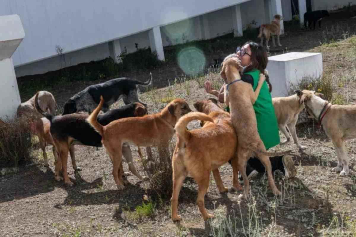 Denuncian muerte de 26 perros por envenenamiento en Gómez Palacio, Durango 