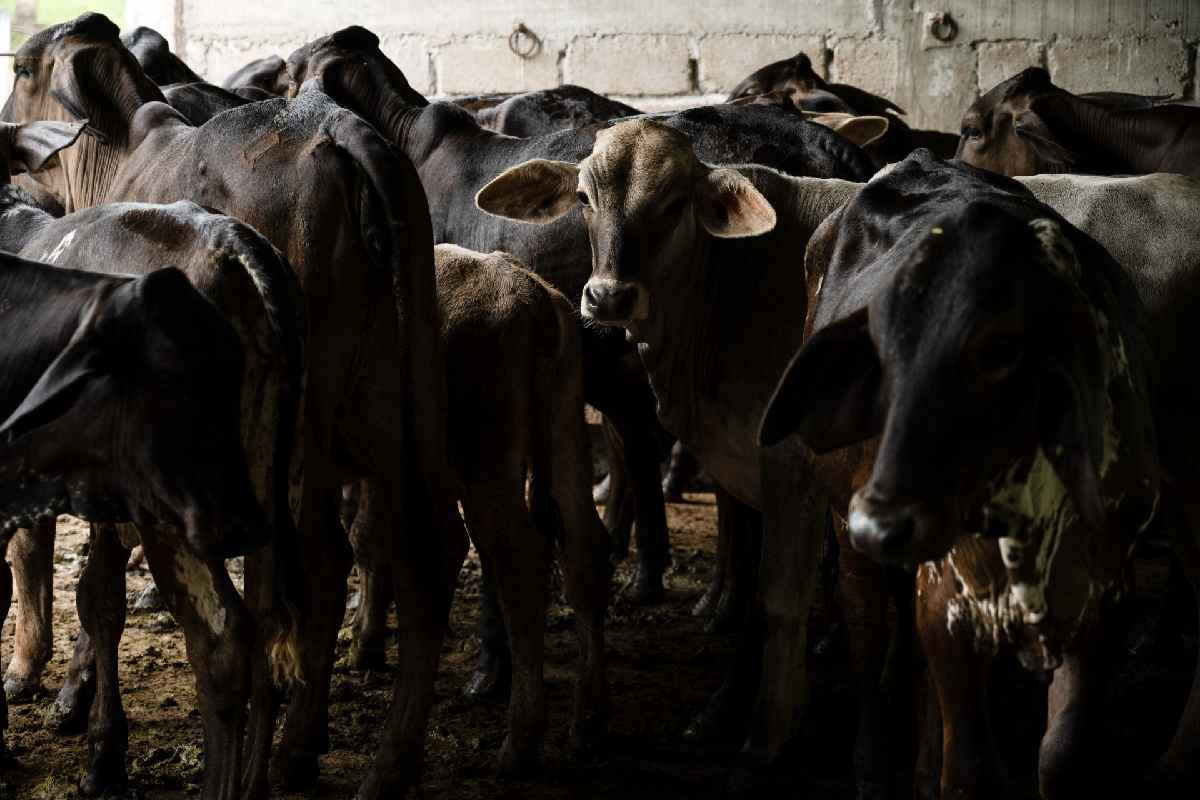 Gusano barrenador materiales educativos embajada eu