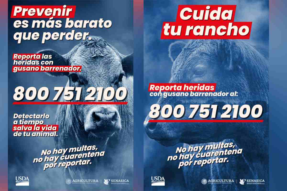 Gusano barrenador materiales educativos