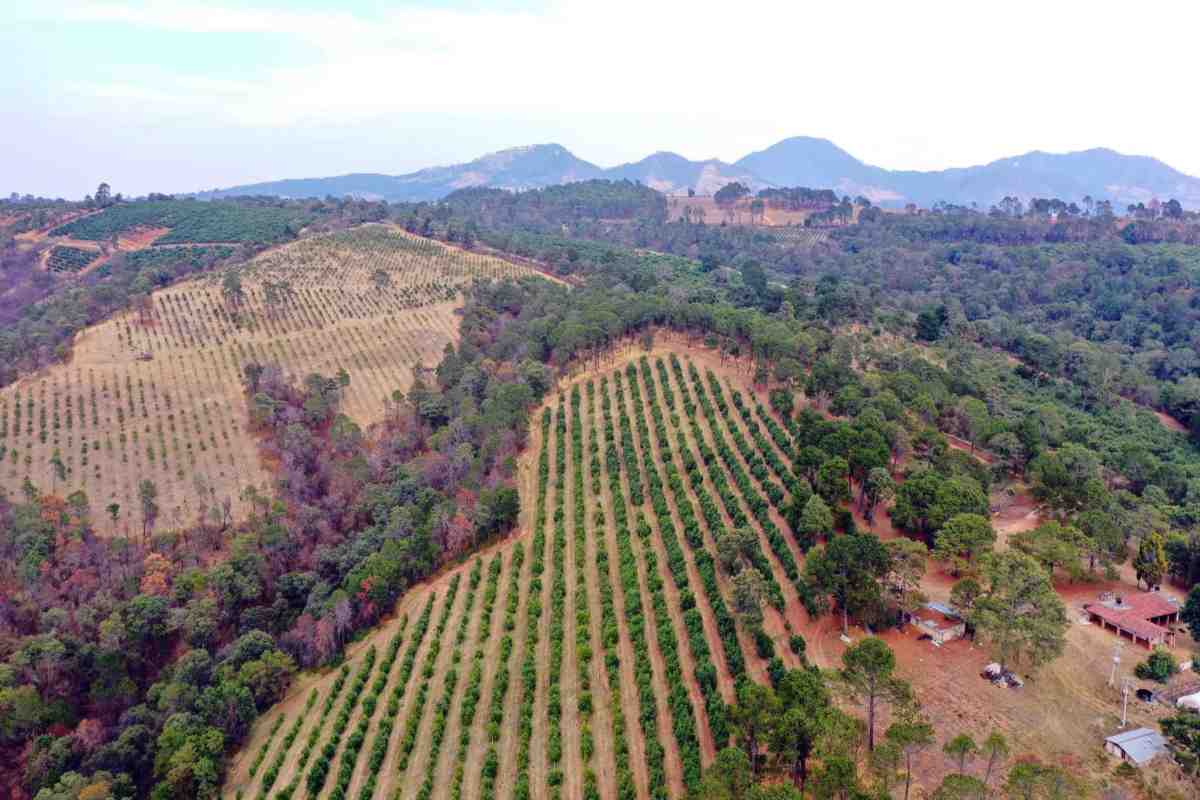 Minería, tala y narcolaboratorios: industria contaminante que CJNG expandió al mando de