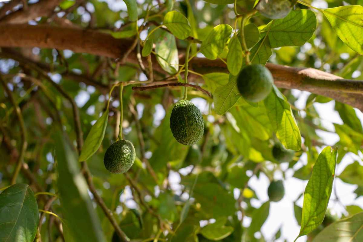 Minería, tala y narcolaboratorios: industria contaminante que CJNG expandió al mando de