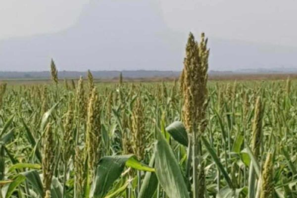Productores de Tamaulipas se quedarían sin agua por pago adelantado a EU: Consejo Estatal Agropecuario