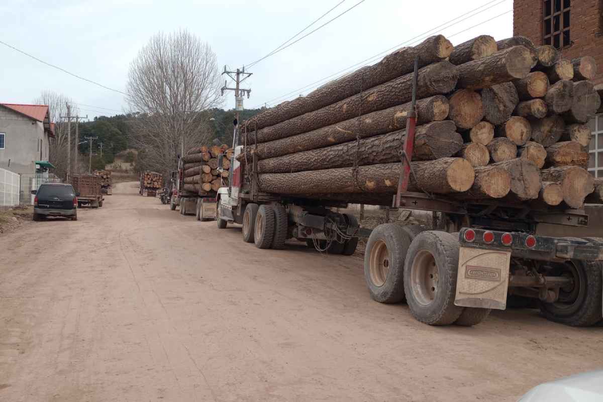 chihuahua-crimen-org-desplaza-comunidades-indigenas-mineria-tala-ilegales-mx