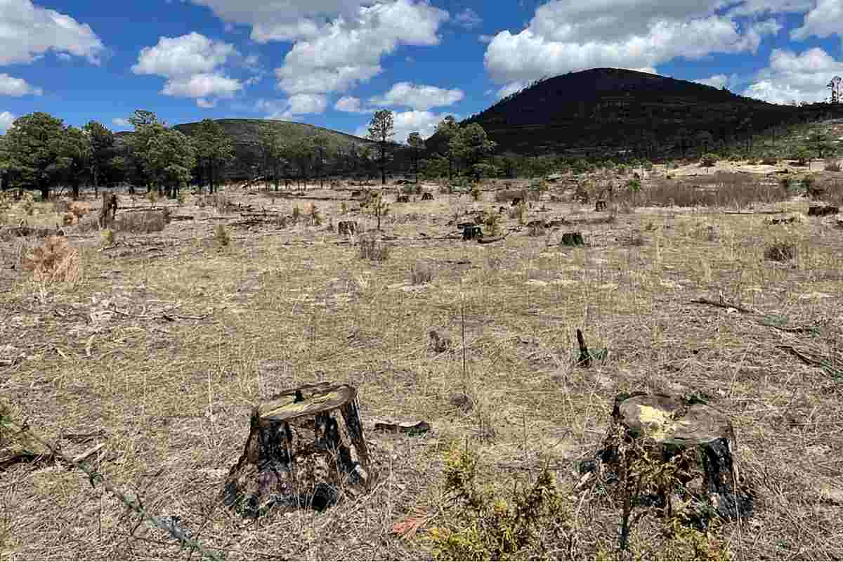 chihuahua-mexico-crimen-org-desplaza-comunidades-indigenas-mineria-tala-ilegales-mx