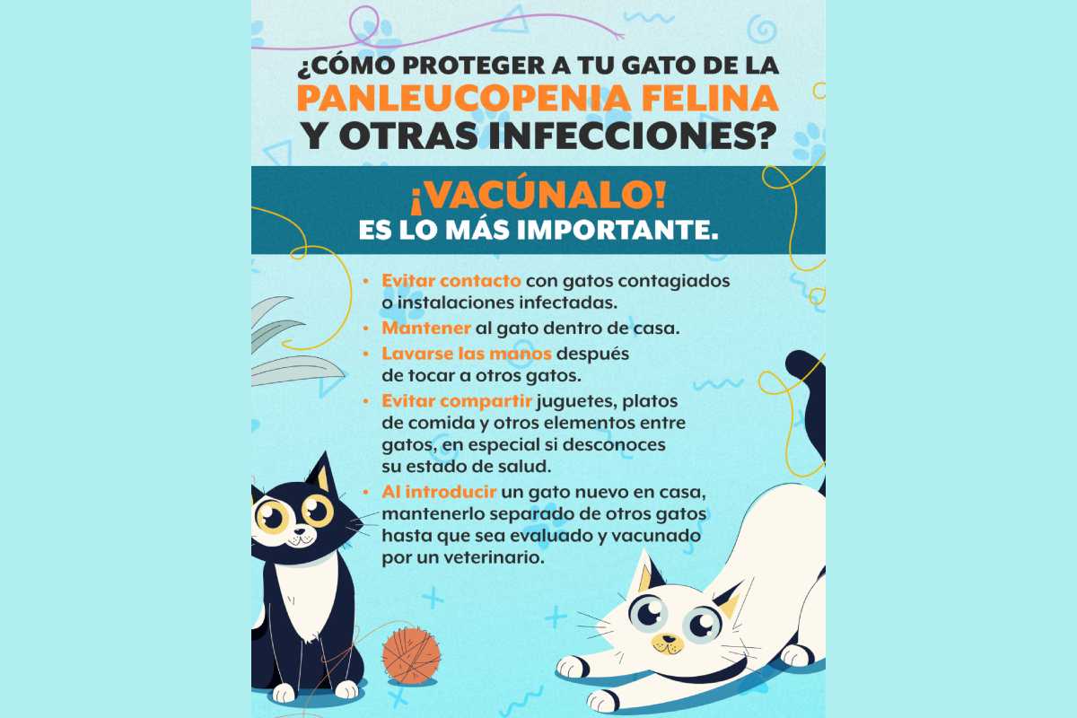 Aunque no existe una advertencia global por el parvovirus felino, este virus sí afecta a los gatos; por ello, especialistas instan a vacunarlos, a mantenerlos dentro de casa y a limpiar su entorno. 
