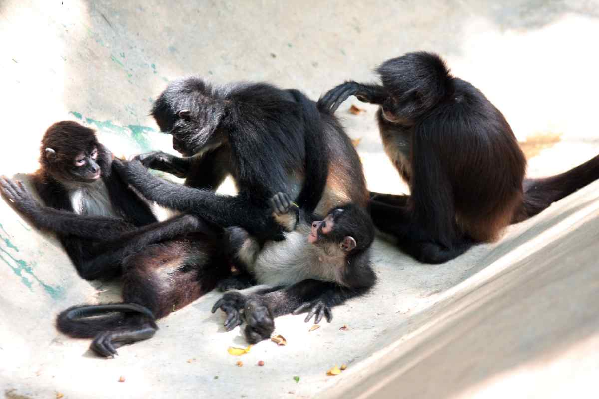 Regidora de Ocotlán, Jalisco, renuncia al cargo tras ser captada con un mono araña, especie en peligro de extinción