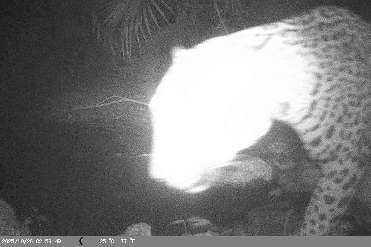 royal-caribbean-perfect-day-quintana-roo-animal-politico-7