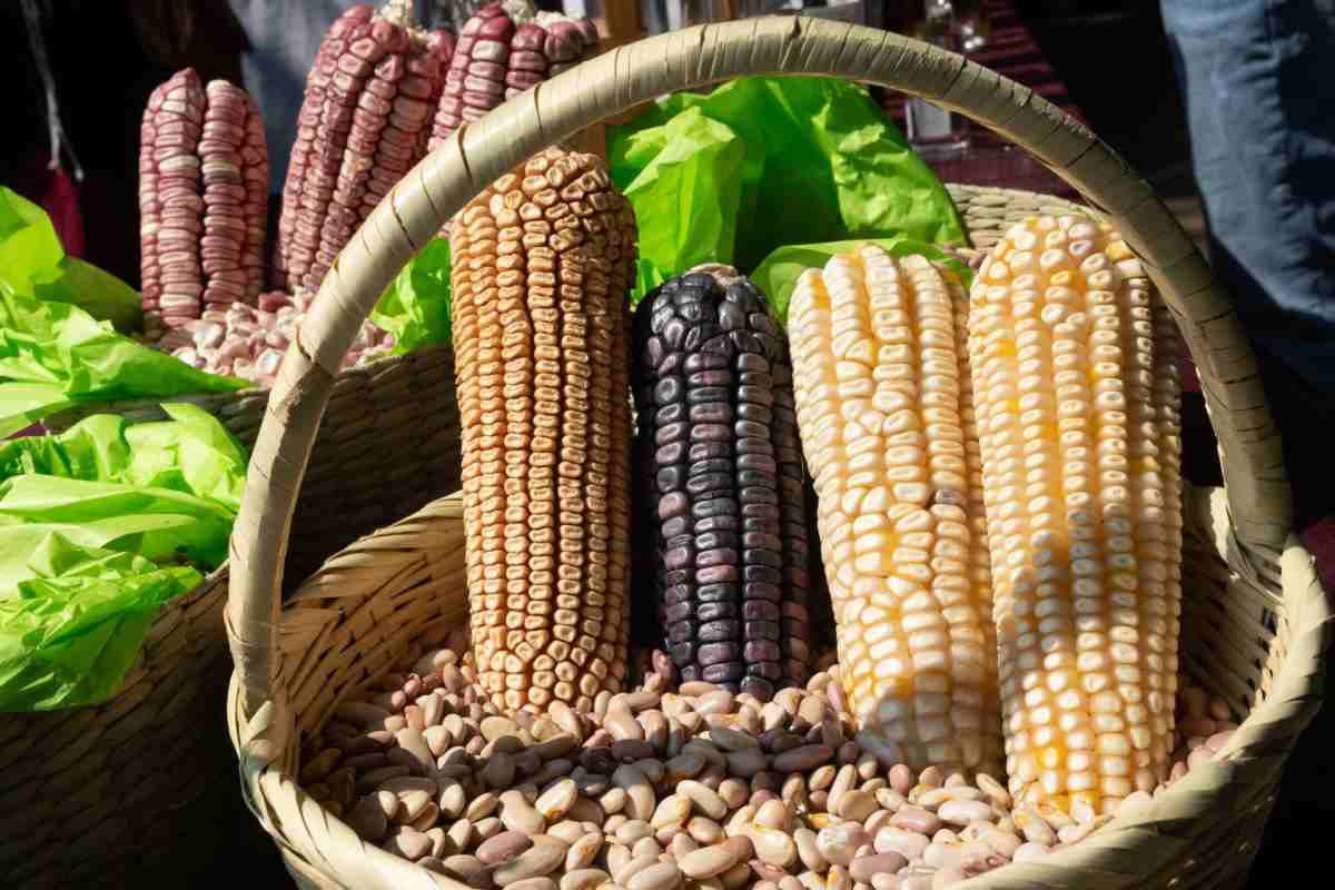 sheinbaum-mexico-anuncia-apoyo-al-campo-caida-precio-maiz-sinaloa